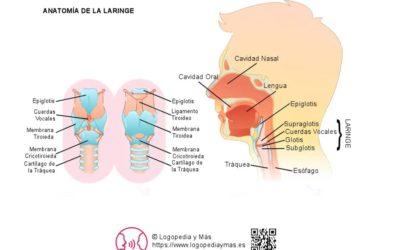 ¿Qué es la Laringe? Definición y Funciones