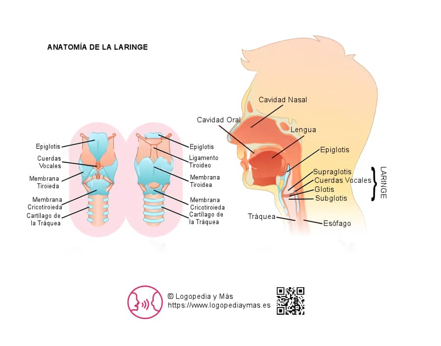anatomia de la laringe