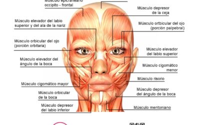 Músculos de la cara y sus funciones