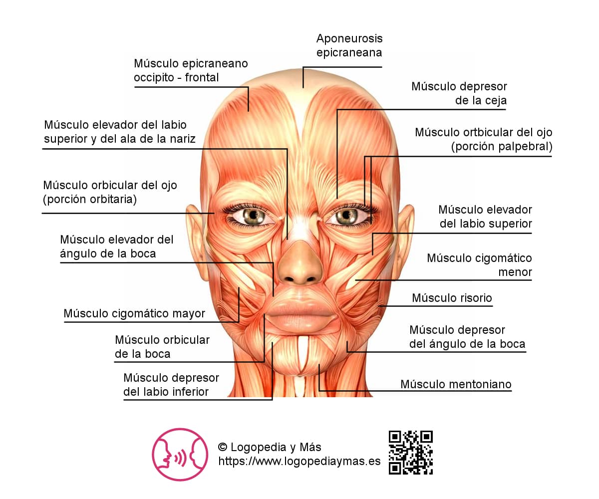 musculos